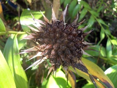 Elleanthus capitatus