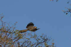 Corythaixoides concolor pallidiceps