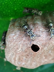 Protopolybia exigua