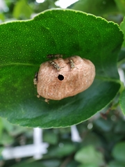 Protopolybia exigua