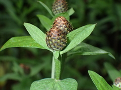 Centaurea phrygia abbreviata