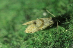 Cochylidia heydeniana