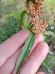 Rumex pseudonatronatus