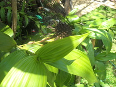 Elleanthus capitatus