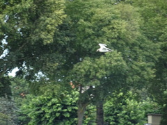 Chroicocephalus ridibundus