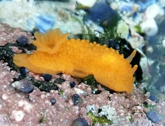 Doriopsis granulosa