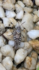 Oedipoda caerulescens