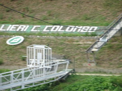 Chroicocephalus ridibundus