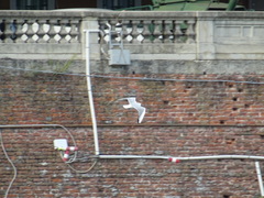 Chroicocephalus ridibundus