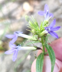 Palmerella debilis serrata