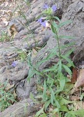 Palmerella debilis serrata