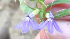 Palmerella debilis serrata