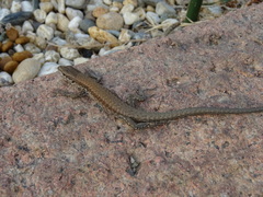Podarcis muralis