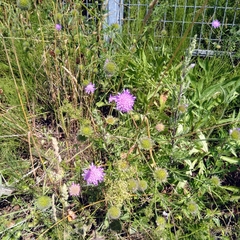 Knautia arvensis