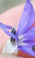 Palmerella debilis serrata