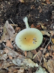 Amanita russuloides