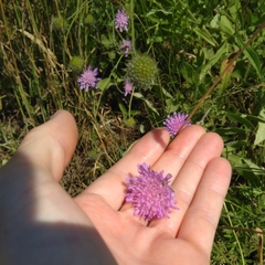 Knautia arvensis