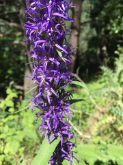 Asyneuma campanuloides