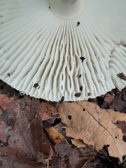 Amanita russuloides