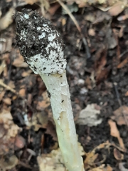 Amanita russuloides