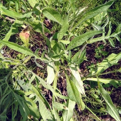 Knautia arvensis