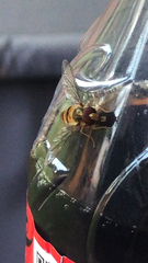 Episyrphus balteatus