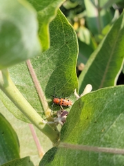 Tetraopes annulatus
