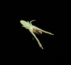 Cetratus rubropunctatus