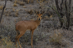 Raphicerus campestris steinhardti
