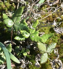 Doryopteris triphylla