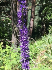 Asyneuma campanuloides