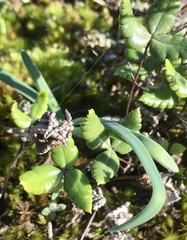Doryopteris triphylla
