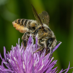 Megachile latimanus