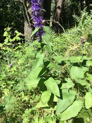 Asyneuma campanuloides