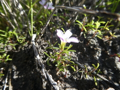 Oxalis pusilla