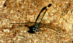 Progomphus clendoni