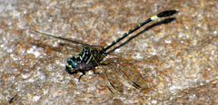 Progomphus clendoni
