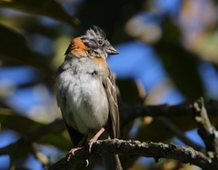 Zonotrichia capensis