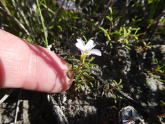 Oxalis pusilla