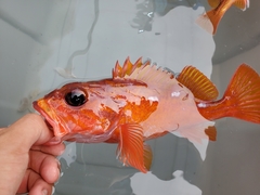 Sebastes rosaceus