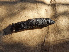 Herpestidae