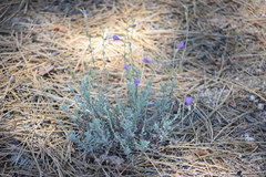 Penstemon californicus
