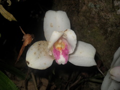 Lycaste virginalis