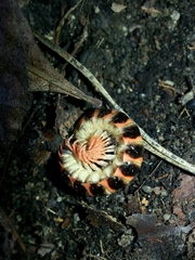 Apheloriini