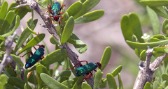 Eupompha fissiceps