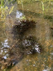 Sphagnum macrophyllum