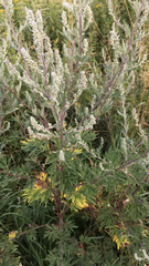 Artemisia vulgaris