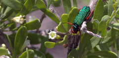 Eupompha fissiceps