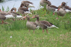 Anser anser