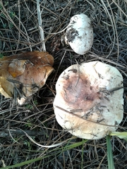 Suillus bellinii